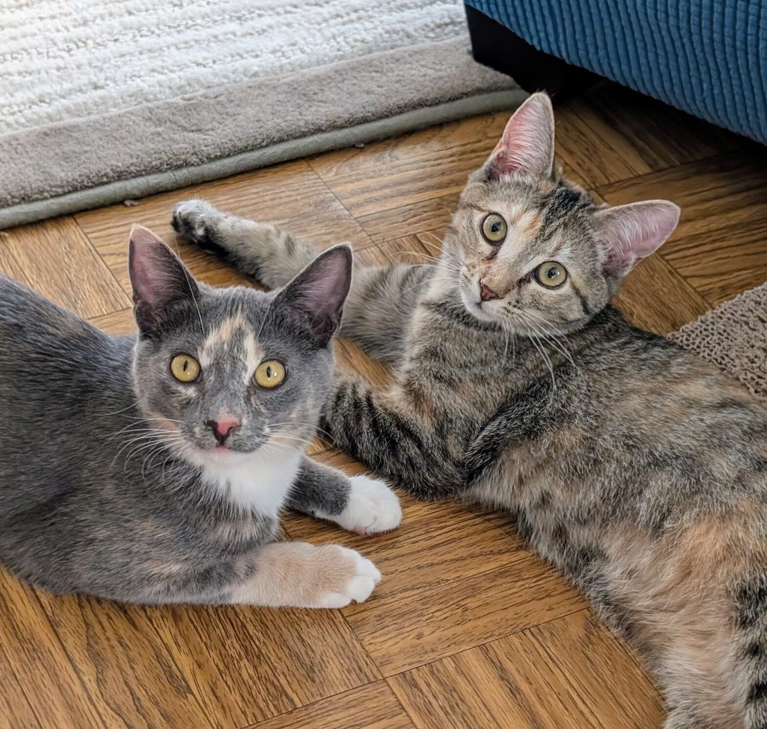 Two Kittens on the floor by a chair